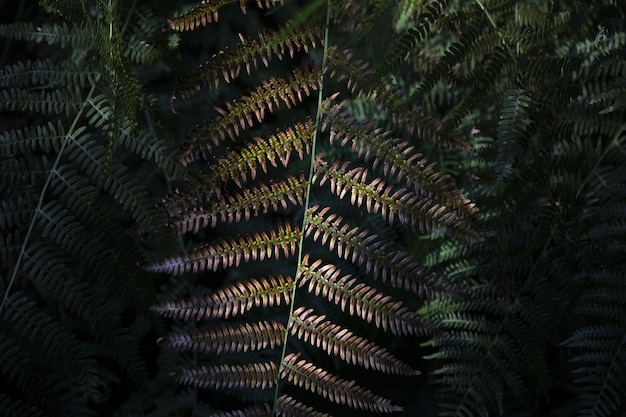 Closeup shot of a fern leaves