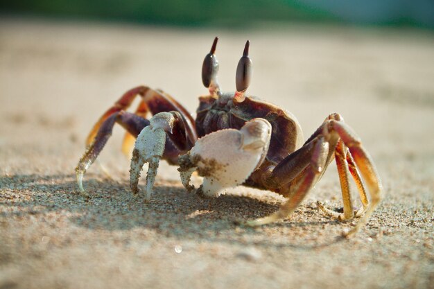 Closeup shot of a fiddler crab on the beach