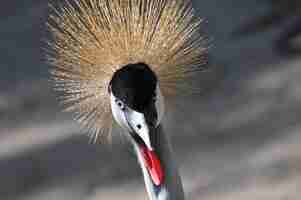 Foto gratuita primo piano di una gru coronata orientale dall'aspetto feroce nello zoo