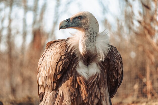 Closeup shot of a fierce looking vulture