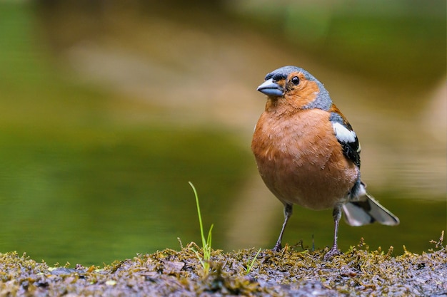 Free photo closeup shot of a finch perched on a rock with a blurred background