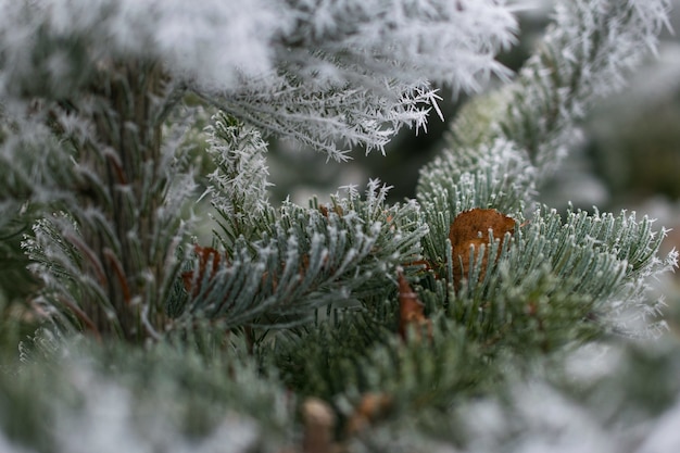 Снимок крупным планом ветки ели, покрытой снегом