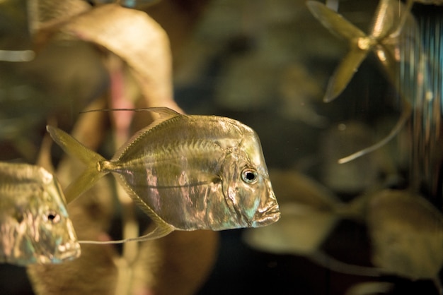 Closeup shot of fish underwater