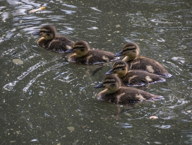 水中の5羽のアヒルの子のクローズアップショット