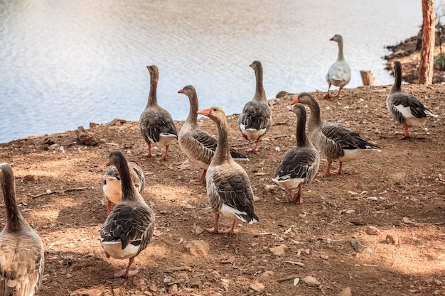 Closeup shot of a flock of geese near a pond