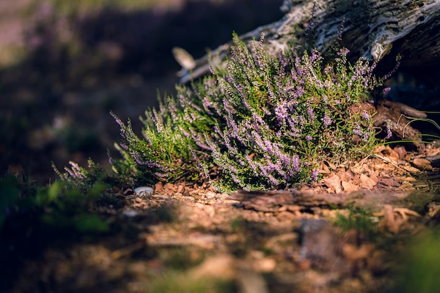 Снимок крупным планом цветущей Calluna vulgaris