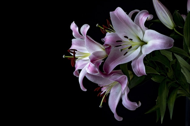 Colpo del primo piano di fiori chiamati lily stargazer