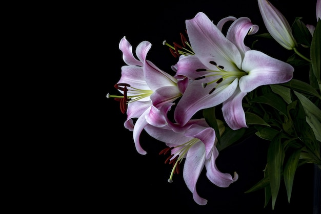 Closeup shot of flowers called Lily Stargazer