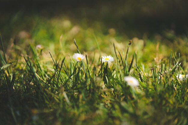 Closeup shot of flowers in a grassy field on a suuny day at golden gate park in SF