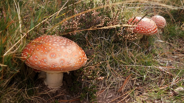 잔디 가운데 비행 agaric 버섯의 근접 촬영 샷