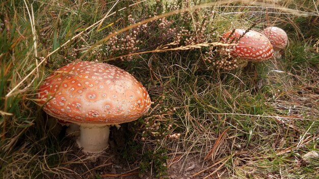 잔디 가운데 비행 agaric 버섯의 근접 촬영 샷