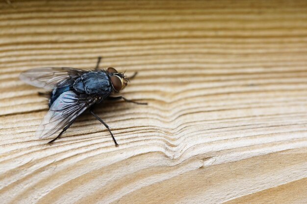 Free photo closeup shot of a fly on a brown wooden surface