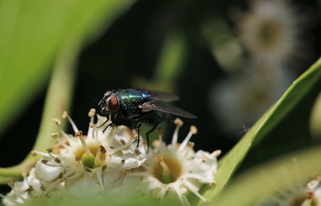 Closeup shot of a fly on flowers