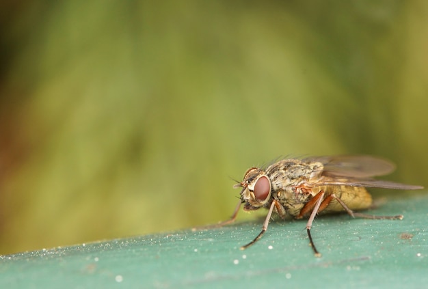 Closeup shot of a fly on a green surface
