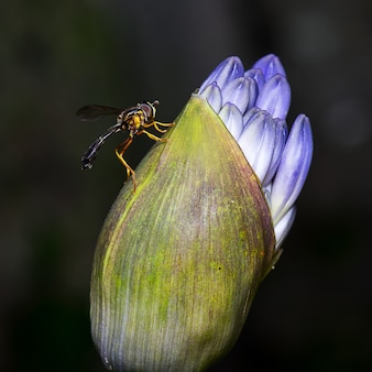 Primo piano di una mosca seduta sul fiore