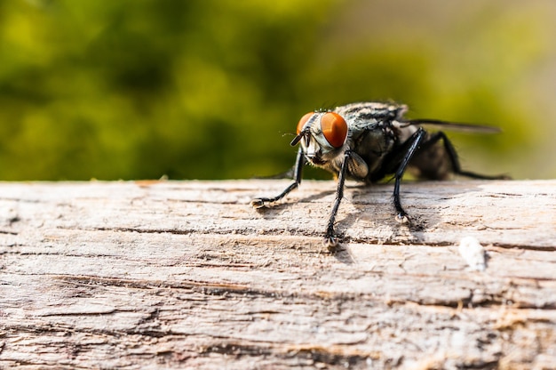 Closeup shot of a fly with orange eyes and fuzzy legs sitting on a tree branch