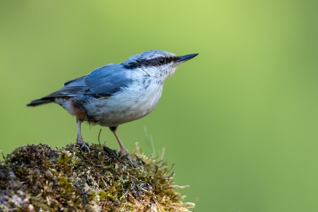 Closeup shot of a flycatcher bird perched on a rock covered with moss