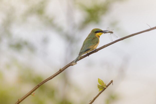 Closeup shot of a flycatcher bird standing on a branch with a caught dragonfly