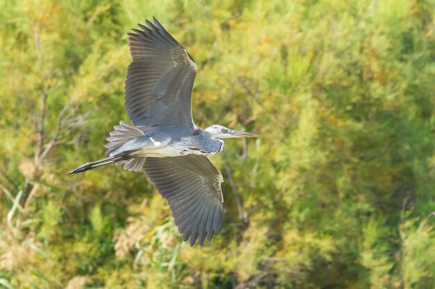 Closeup shot of a flying gray heron