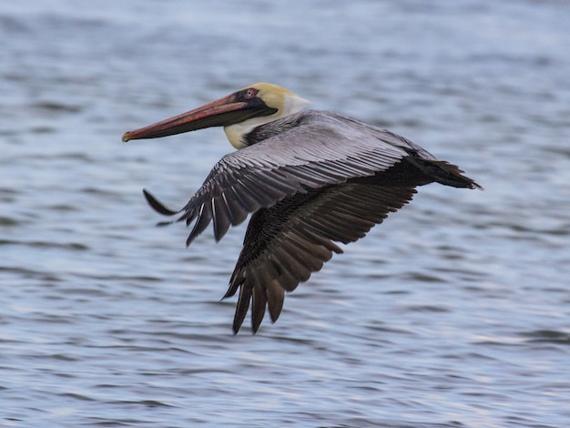 Closeup shot of a flying pelican