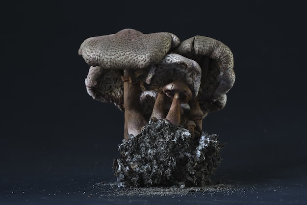 Free photo closeup shot of a fossil statue of mushrooms