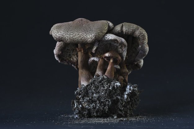 Closeup shot of a fossil statue of mushrooms