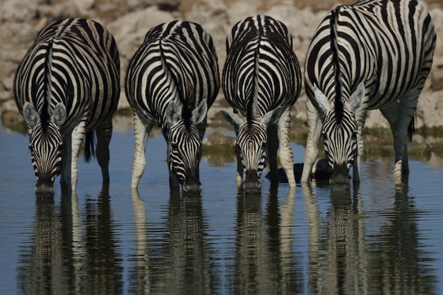 Снимок крупным планом четырех зебр, пьющих все вместе в водопой