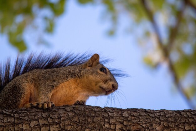 Closeup shot of a fox squirrel on a branch