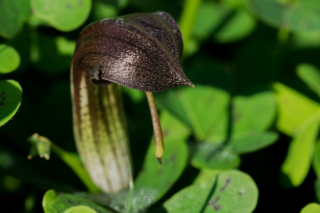 自然の中でFrair'sCowlの花のクローズアップショット