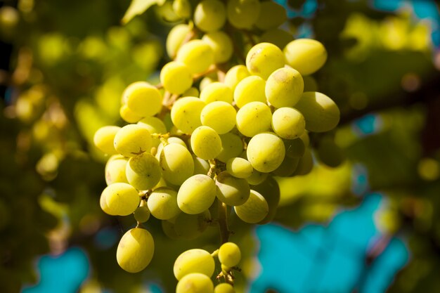 Closeup shot of fresh grapes in the garden