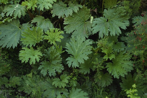 Снимок свежей зеленой листвы крупным планом - идеально подходит для фона или обоев