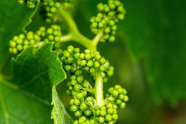 Крупным планом снимок свежих зеленых виноградных листьев на размытом фоне