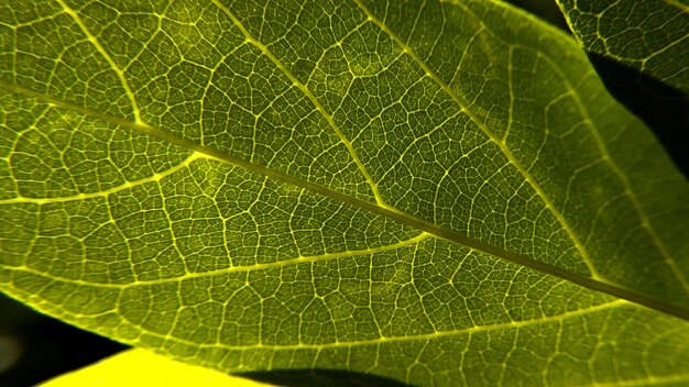 Closeup shot of a fresh green leave texture