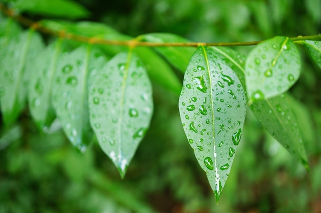 Closeup shot of fresh green leaves covered with dewdrops