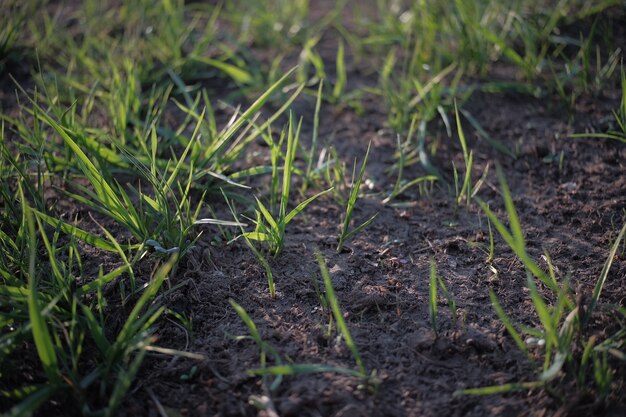 Closeup shot of fresh green plants