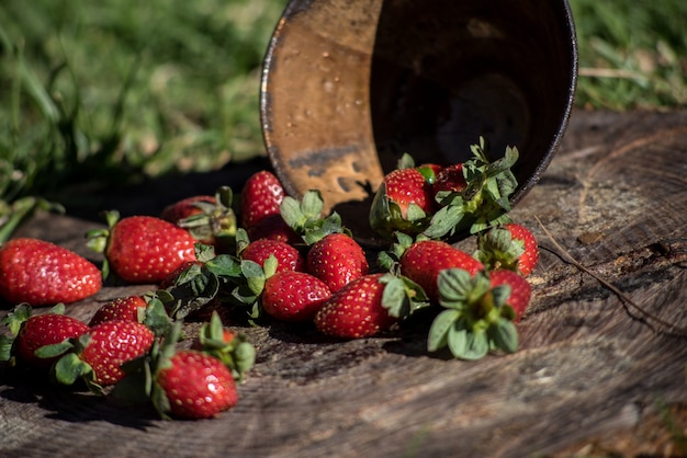 Colpo del primo piano di fragole fresche cadute da una ciotola su una superficie di legno