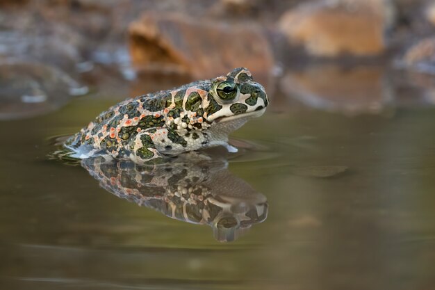 Closeup shot of a frog in a lake