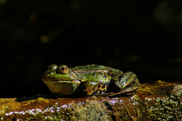 Closeup shot of a frog on a slimy surface in nature