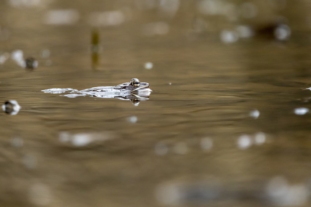 Closeup shot of a frog swimming in the pond