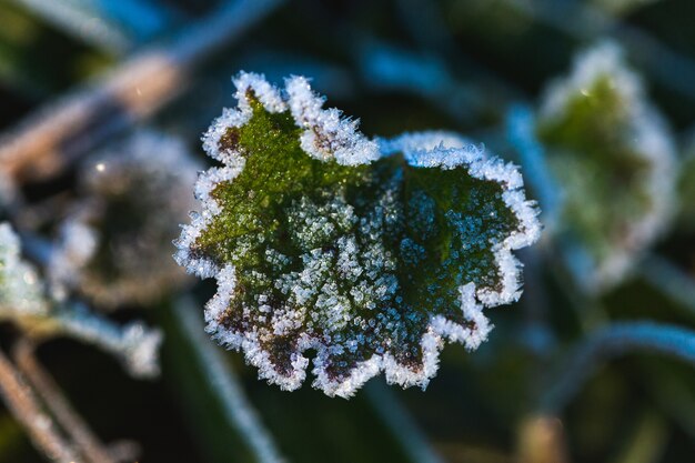 Closeup shot of a frozen leaf in Maksimir Park in Zagreb, Croatia at daytime