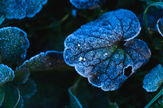 Free photo closeup shot of frozen leaves in maksimir park in zagreb, croatia at daytime