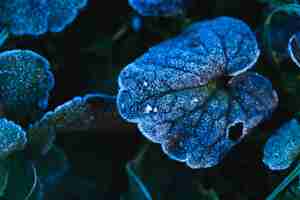 Free photo closeup shot of frozen leaves in maksimir park in zagreb, croatia at daytime