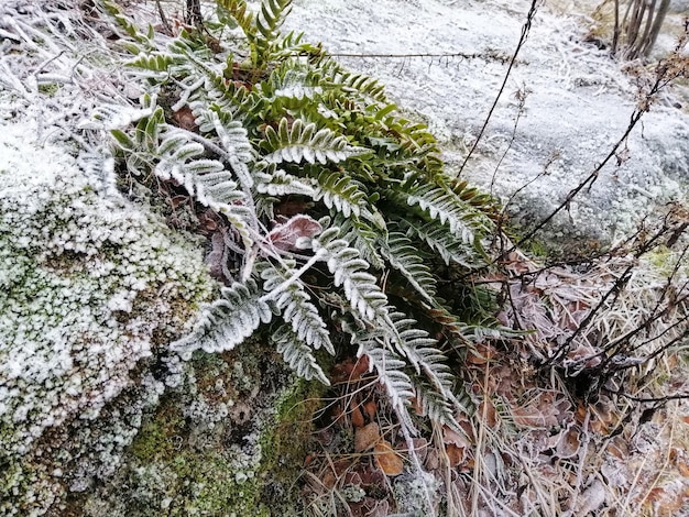 ノルウェー、ラルヴィークの森の凍った植物のクローズアップショット