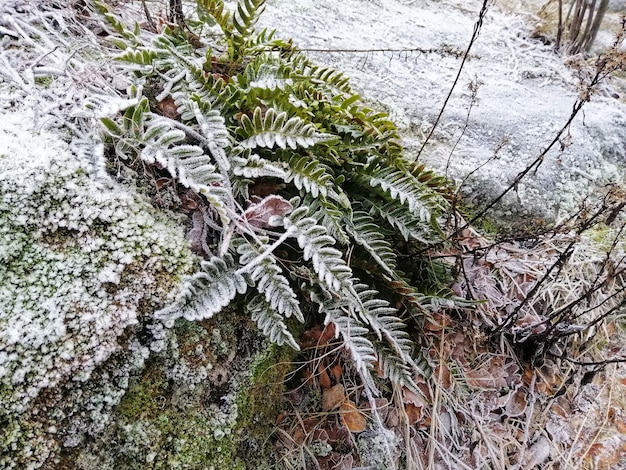 Снимок крупным планом замороженного растения в лесу в Ларвике, Норвегия