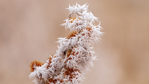 Макрофотография выстрел из замороженного растения с небольшой лед, образуя вокруг него