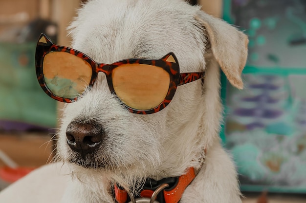 주황색 선글라스를 쓴 재미있는 흰색 강아지의 클로즈업 샷
