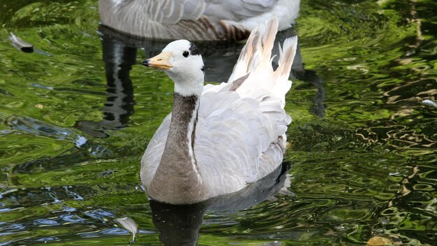 Closeup shot of geese swimming in a pond