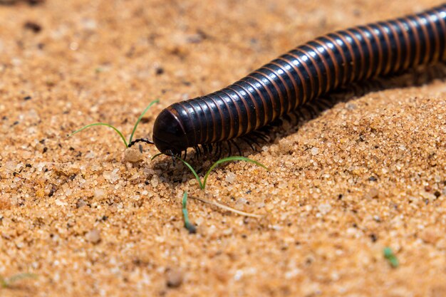 Closeup shot of a giant Africa millipede on the ground
