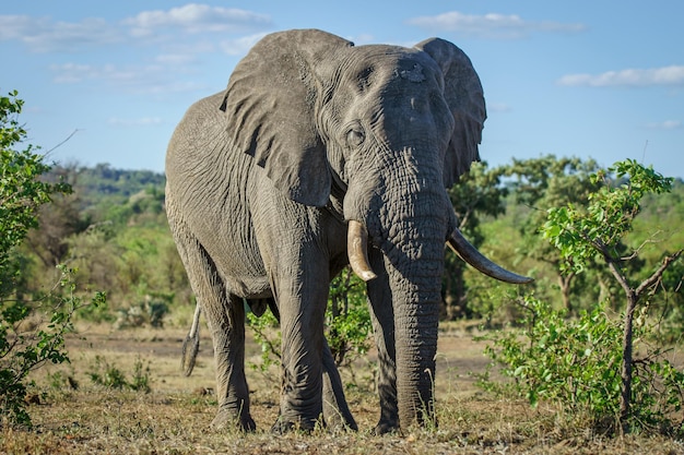 Closeup shot of a majestic elephant in the African safari