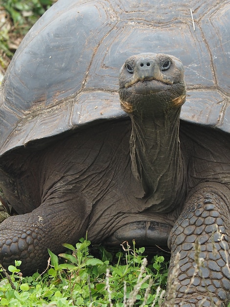 Closeup shot of a giant turtle